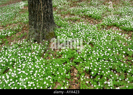 Anemoni di legno Foto Stock