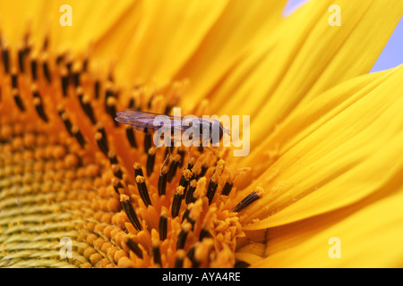 Hoverfly (Episyrphus balteatus) con semi di girasole Foto Stock