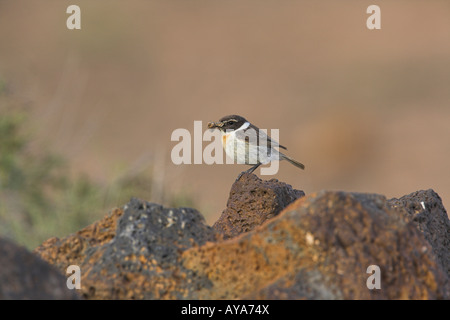 Fuerteventura Chat Saxicola dacotiae maschio appollaiato sulla roccia con la tignola nel bill a Fuerteventura in marzo. Foto Stock