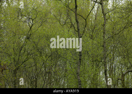 Argento giovani di legno di betulla in primavera Foto Stock