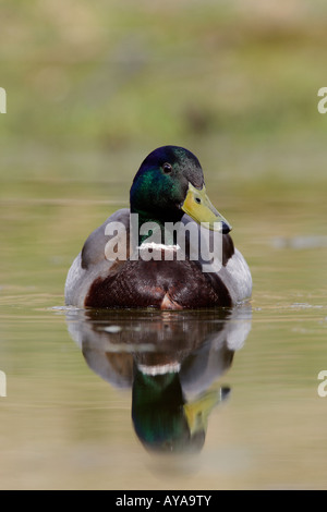 Drake Mallard Anas platyrhynchos Nuoto Il laghetto con la riflessione in acqua Potton Bedfordshire Foto Stock