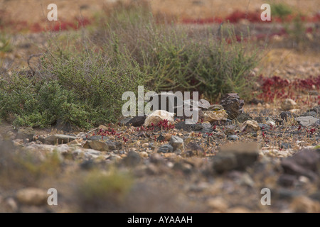 Stone Curlew Burhinus oedicnemus nascondersi dietro il rock, mimetizzata contro lo sfondo del deserto a Fuerteventura in marzo. Foto Stock