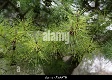 Nana Pino siberiano aka giapponese il cembro Pinus pumila Foto Stock