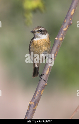 Fuerteventura Chat Saxicola dacotiae appollaiato sul ramo a Fuerteventura in marzo. Foto Stock