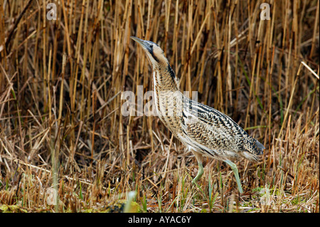 Tarabuso Botaurus stellaris nel letto di reed Lee Valley Park Hertfordshire Foto Stock