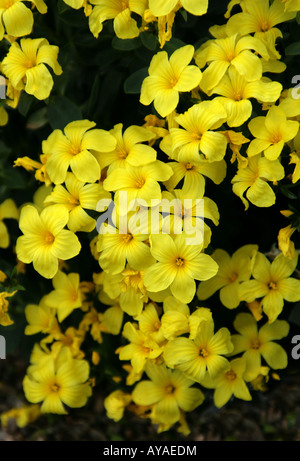 Lino, Linum doefleri, Linaceae, da Creta, Grecia Foto Stock