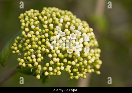 Viburnum plicatum in primavera Foto Stock