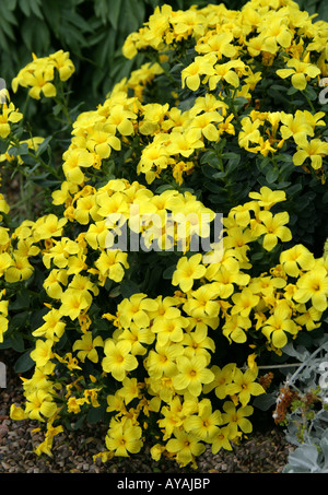 Lino, Linum doefleri, Linaceae, da Creta, Grecia Foto Stock