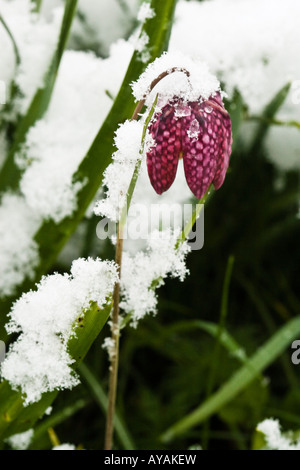 Fritillary serpenti giglio di testa ( Fritillaria meleagris ) nella neve Foto Stock