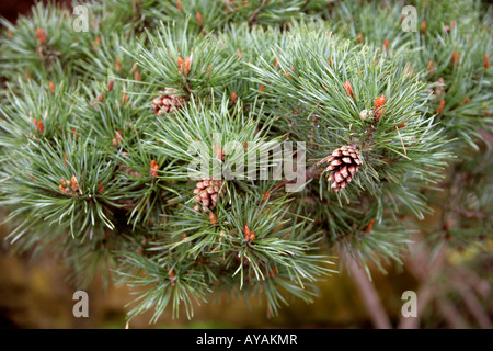 Pino silvestre Pinus sylvestris 'Beuvronensis' Pinaceae. Una specie di albero di pino nativo dell Europa e Asia Foto Stock