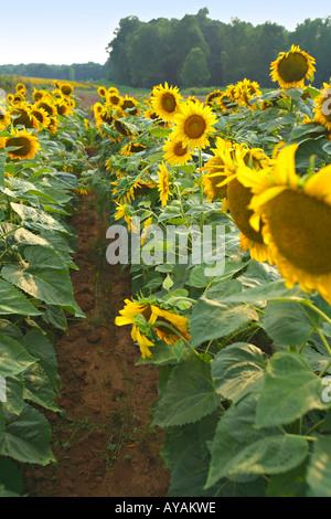 CAROLINA DEL SUD ROCK HILL campo luminoso giallo dei girasoli coltivati a mais in un pubblico colomba campo in Carolina del Sud Foto Stock