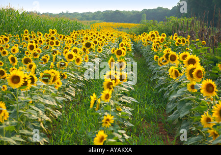 CAROLINA DEL SUD ROCK HILL campo luminoso giallo dei girasoli coltivati a mais in un pubblico colomba campo in Carolina del Sud Foto Stock