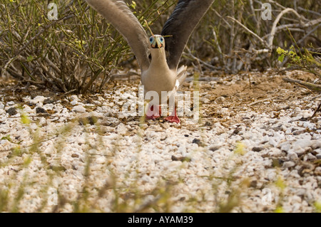 Rosso-footed booby (Sula sula websteri) raccolta di ramoscelli per il suo nido, Isla Genovesa Isola Tower, isole Galapagos, Ecuador Foto Stock