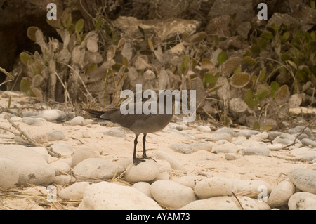 Gabbiano di lava (Larus fuliginosus) in piedi sulle pietre arrotondate ficodindia cactus (Opuntia) sul retro Darwin Bay Genovesa Galápagos Foto Stock