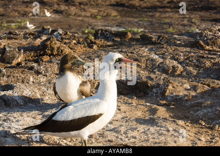 Booby mascherati con i capretti, Sula dactylatra granti, Genovesa Island Galapagos Ecuador Foto Stock