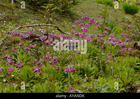 Primula secundiflora crescendo in prato umido a 3700m Yunnan in Cina Foto Stock