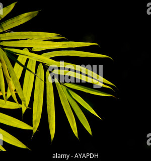 Retroilluminato con foglie di bambù Sichuan meridionale del Mare di bambù in Cina Foto Stock