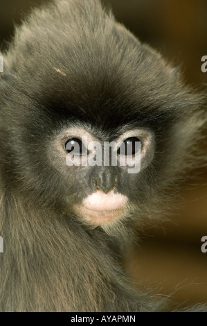 Phayre foglia della scimmia Cina Yunnan Foto Stock