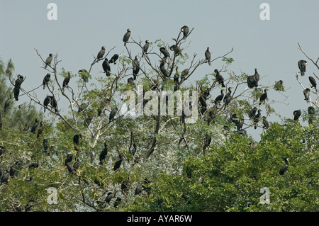 Cormorano Phalacrocorax carbo colony Mai Po paludi NR Hong Kong Cina Foto Stock