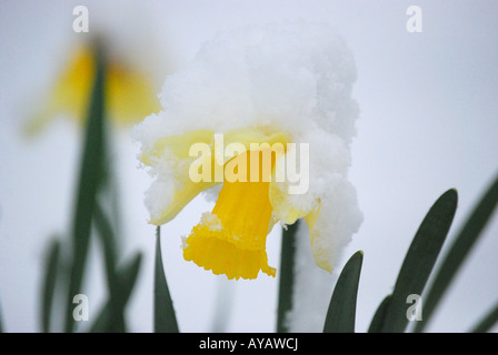 Giunchiglie ricoperta di neve Lyne, Virginia Water, Surrey, England, Regno Unito Foto Stock