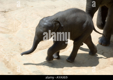 Cucciolo di elefante fino a piedi dal fiume a Pinnawala elefante santuario, Sri Lanka. Foto Stock