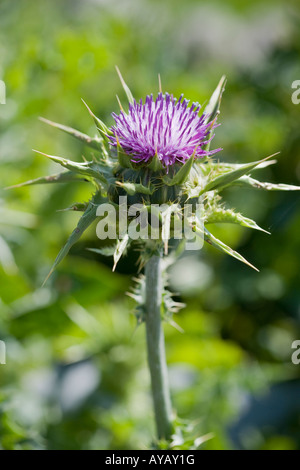 Flora Penisola del Sinis Wildlife Sardegna Italia Foto Stock