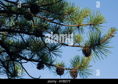 Albero di pino e pigne contro un blu cielo senza nuvole. Foto Stock