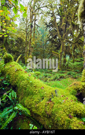 Moss alberi coperti e registra nel Hoh rain forest Parco nazionale di Olympic Washington Foto Stock