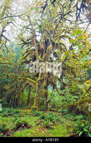 Felce prato coperto e coperte di muschio di albero in Hoh rain forest Parco nazionale di Olympic, Washington Foto Stock