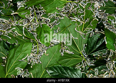 Bachi da seta alimentazione su foglie di gelso al workshop di seta di Suzhou e Wuxi area della provincia di Jiangsu Foto Stock