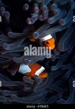 Baby pesce tropicale nasconde nella pianta di corallo Foto Stock