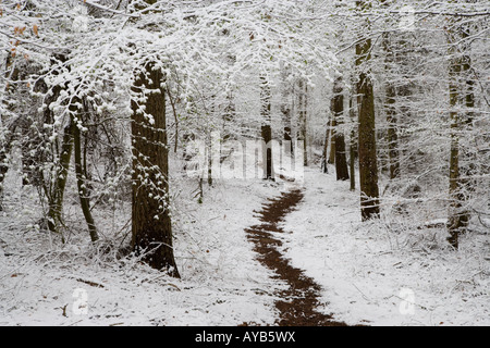 Faggi sotto la neve a fianco di un paese di sentiero. Foto Stock