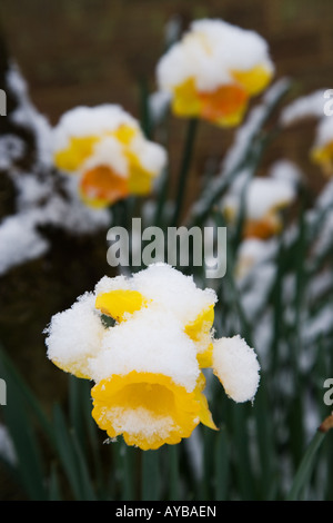 Giunchiglie ricoperta di neve in un giardino di inverno Foto Stock