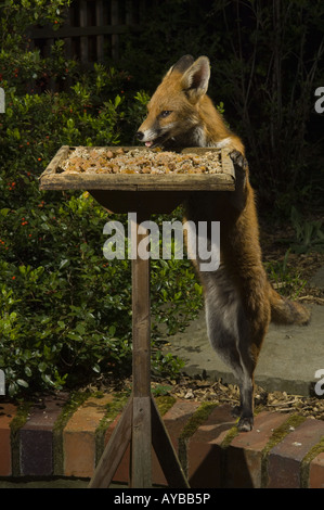 Un urbano fox Vulpes vulpes prende il cibo da un uccello da giardino Tavolo durante la notte, Bristol, Regno Unito, Europa. Foto Stock