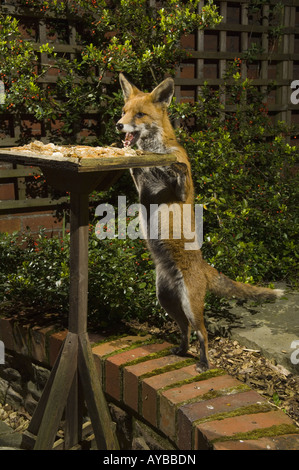 Un urbano fox Vulpes vulpes prende il cibo da un uccello da giardino Tavolo durante la notte, Bristol, Regno Unito, Europa. Foto Stock