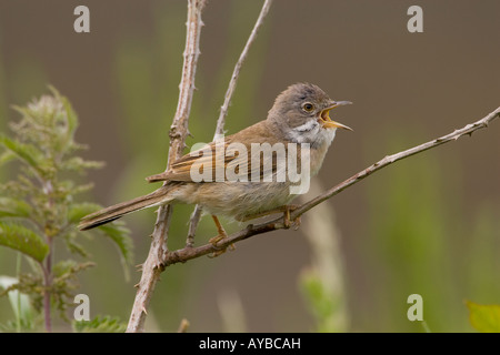 Maschio Whitethroat comune, Sylvia communis Foto Stock