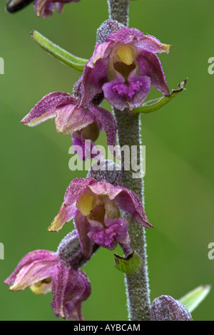 Rosso scuro Helleborine atrorubens bergonii Foto Stock