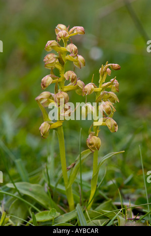 Frog Orchid, Coeloglossum viride Foto Stock