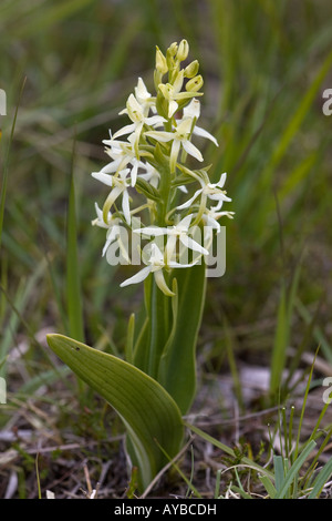 Minor Butterfly-orchid, Platanthera bifolia Foto Stock