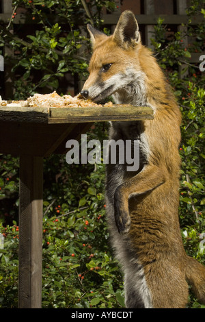 Un urbano fox Vulpes vulpes prende il cibo da un uccello da giardino Tavolo durante la notte, Bristol, Regno Unito, Europa. Foto Stock