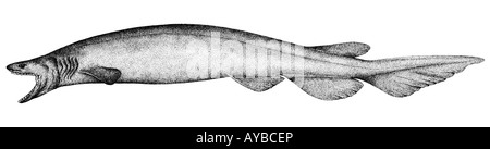 Frilled Shark (Chlamydoselachus anguineus), disegno Foto Stock