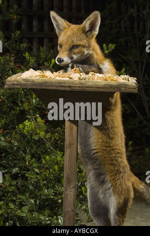 Un urbano fox Vulpes vulpes prende il cibo da un uccello da giardino Tavolo durante la notte, Bristol, Regno Unito, Europa. Foto Stock