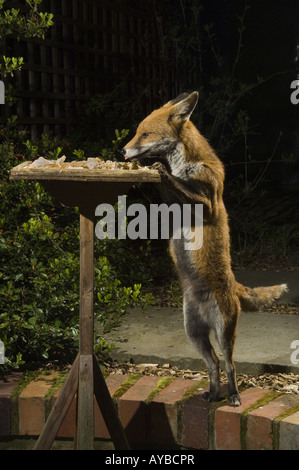 Un urbano fox Vulpes vulpes prende il cibo da un uccello da giardino Tavolo durante la notte, Bristol, Regno Unito, Europa. Foto Stock