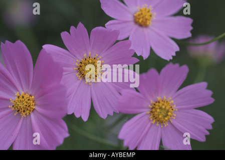 Rosa fiori Cosmos Foto Stock