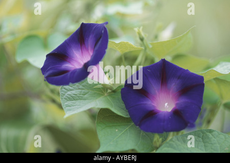 Blu scuro Glorie di mattina Foto Stock