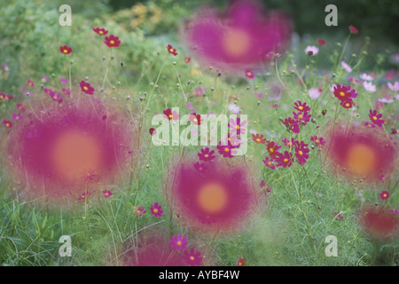 Fiori dell'universo Foto Stock