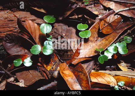 Piantine tra i rifiuti della foresta pluviale di foglie morte decadenti nel Parco Nazionale delle colline di Lambir Borneo Sarawak Malesia (parte del punto caldo della biodiversità del Sundaland). Foto Stock