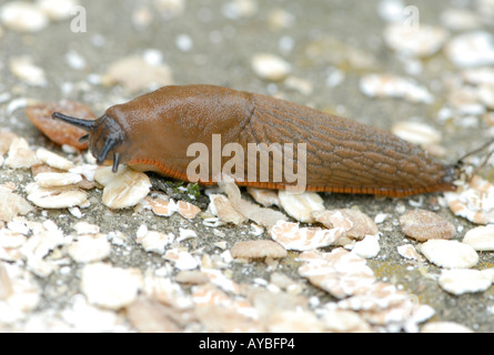 Rosso Grande Slug Arion rufus attirati dal suo giorno nascondiglio da una esca di fiocchi d'avena Foto Stock