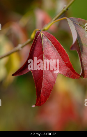 Close up di caduta di foglia di un tridente acero acer buergerianum aceraceae Foto Stock