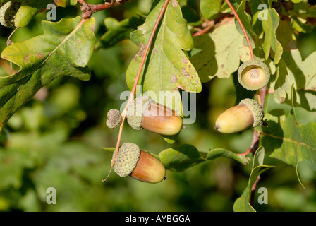 Mature ghiande semi del Pedunculate o Quercia farnia Quercus robur pronto a scendere dalla loro tazze vi è un vuoto di acorn e coppa Foto Stock